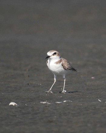 Kentish Plover Sambanze Tideland Tue, 11/12/2019