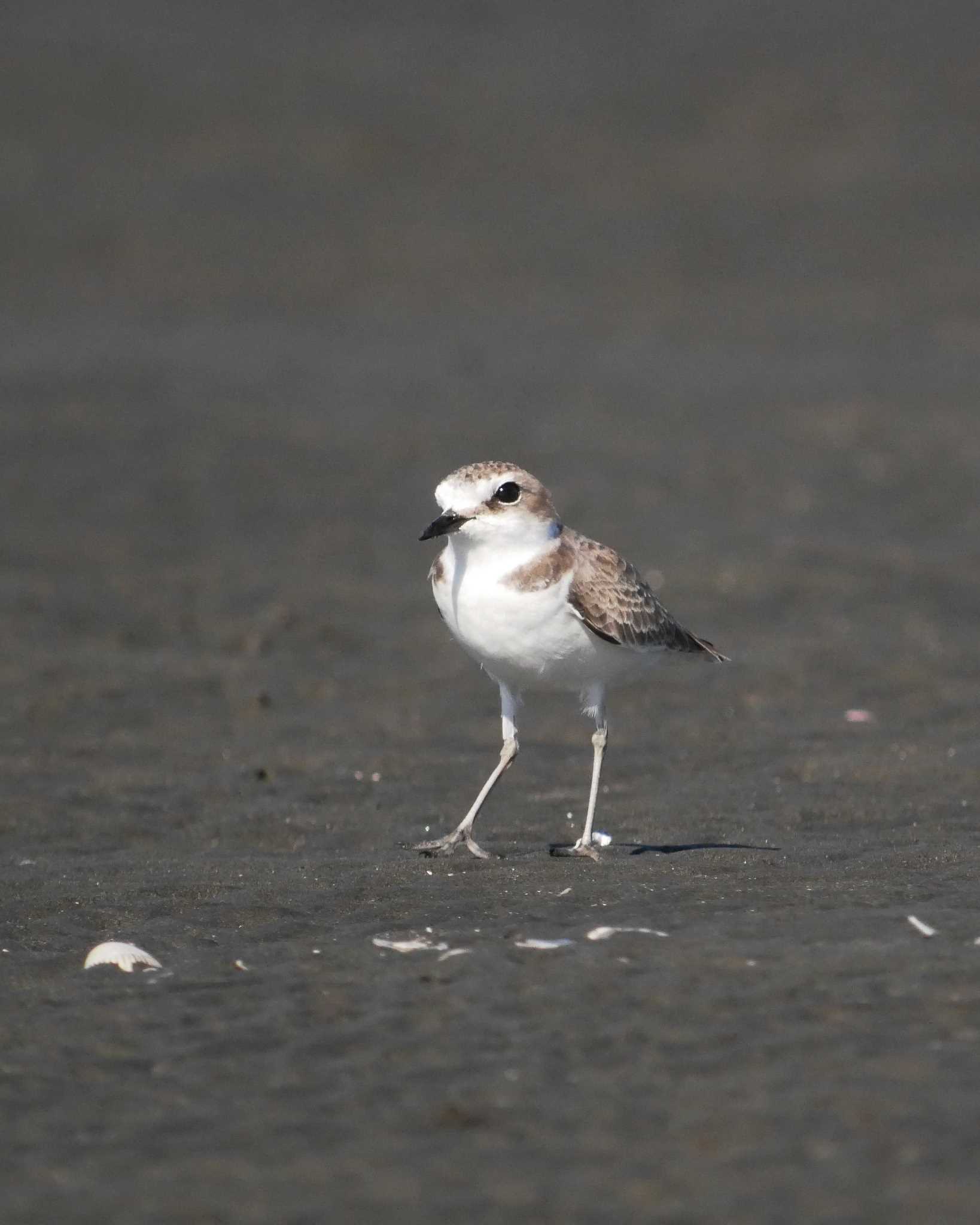 Photo of Kentish Plover at Sambanze Tideland by のりさん