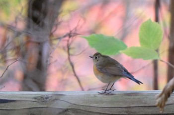 ルリビタキ 北海道 函館市 見晴公園 2019年11月16日(土)