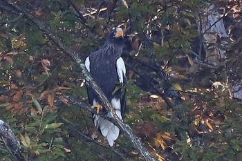 オオワシ 山本山(滋賀県) 2019年11月23日(土)