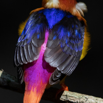 Black-backed Dwarf Kingfisher Khao Sok NP Thu, 2/21/2019