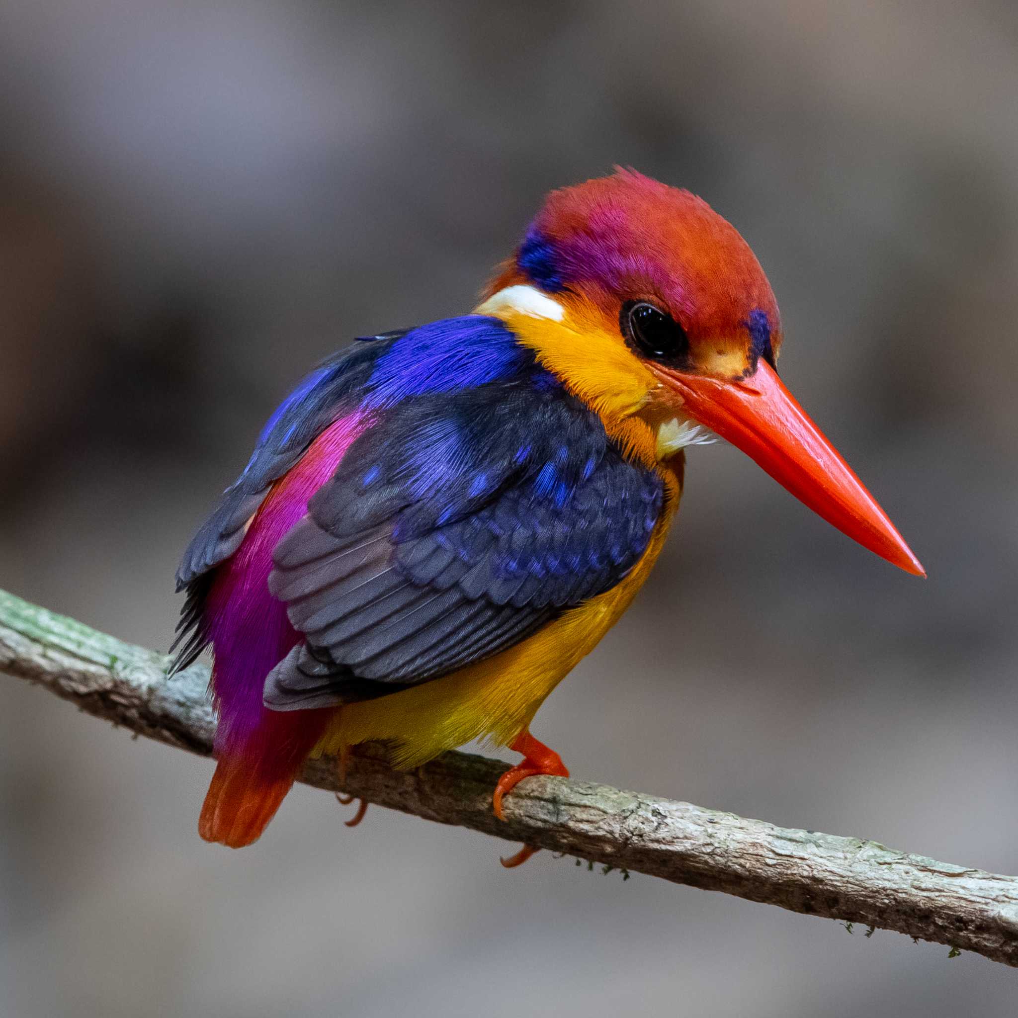 Photo of Black-backed Dwarf Kingfisher at Khao Sok NP by Trio