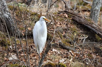 チュウサギ 北大研究林(北海道大学苫小牧研究林) 2019年11月23日(土)