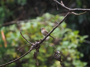 2019年11月23日(土) 多摩森林科学園の野鳥観察記録