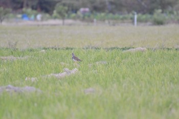 ケリ 浮島ヶ原自然公園 2019年11月23日(土)