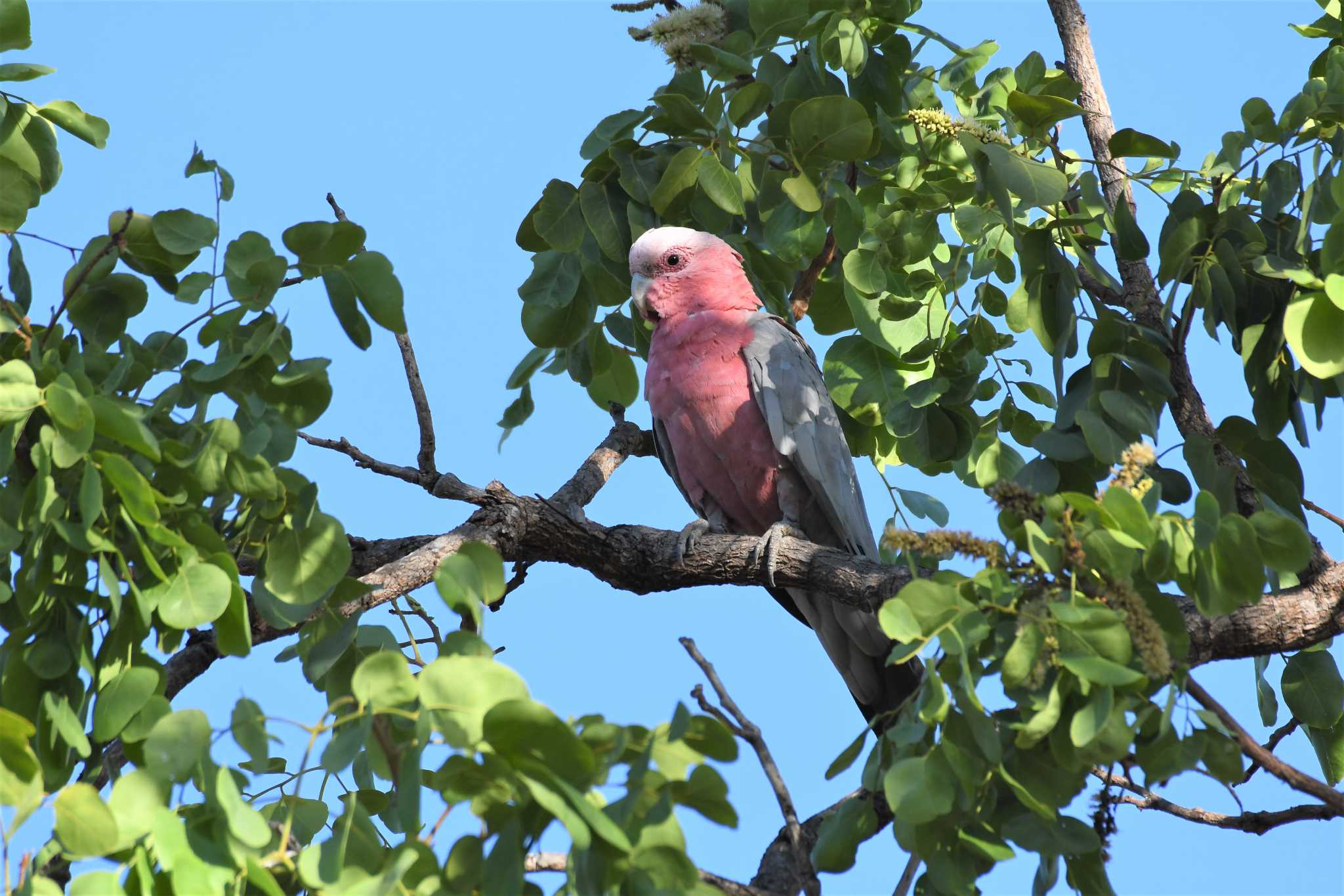 Photo of Galah at オーストラリア,ケアンズ～アイアインレンジ by でみこ