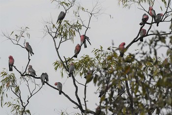 モモイロインコ