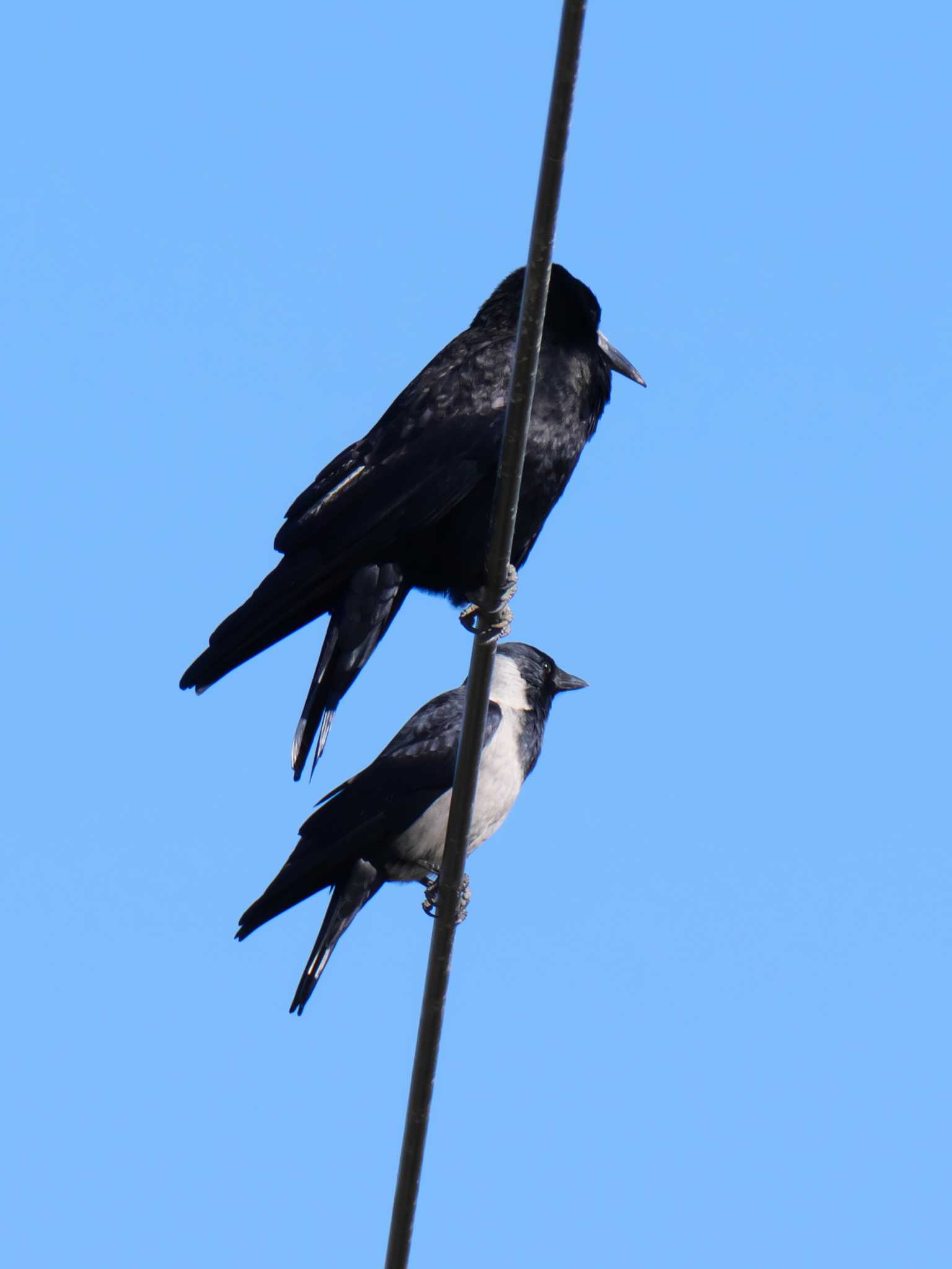 Photo of Daurian Jackdaw at 兵庫県　加西市 by 禽好き