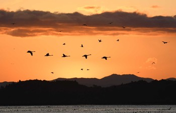 2019年11月17日(日) 伊豆沼の野鳥観察記録