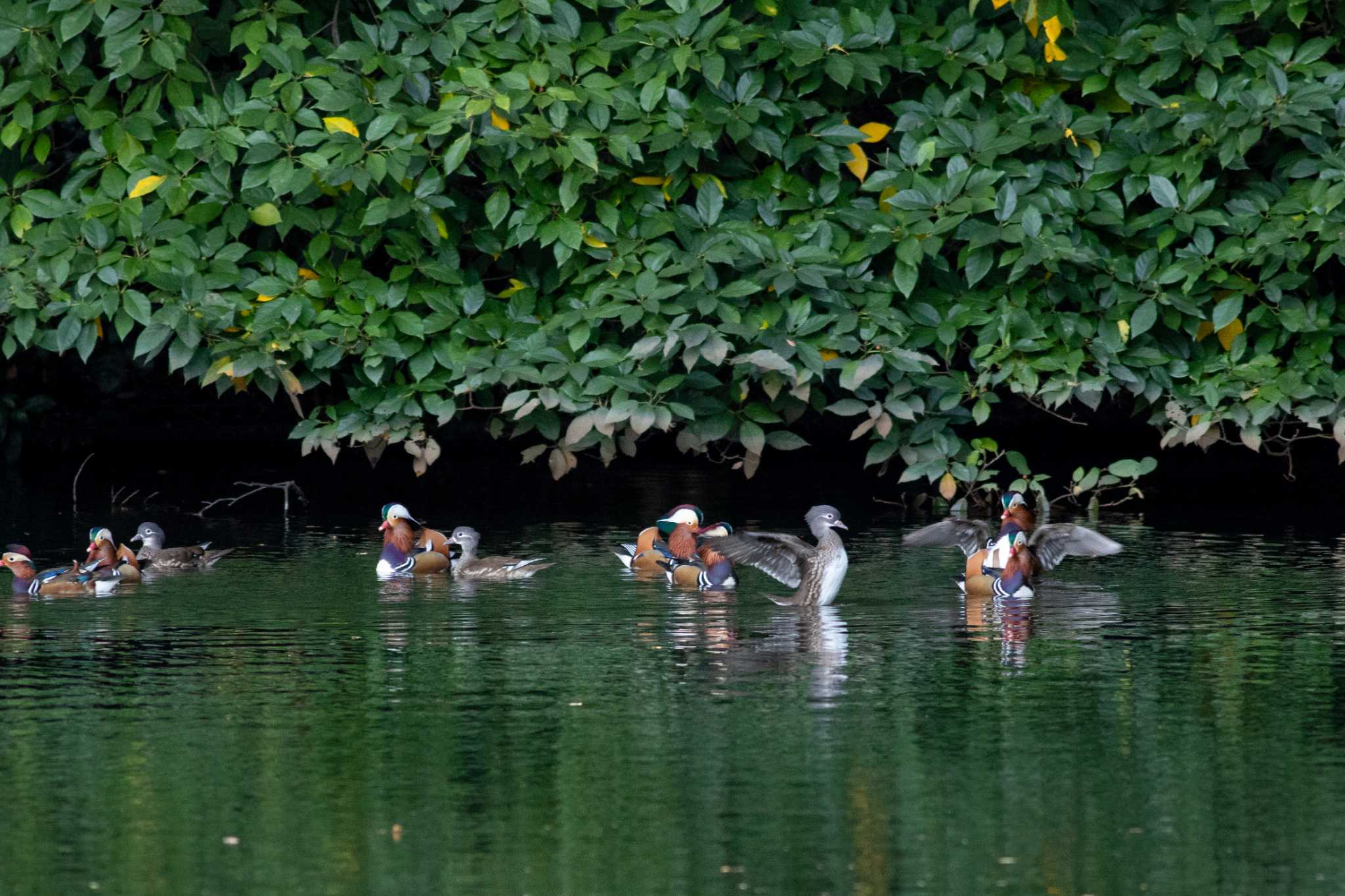 Mandarin Duck