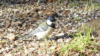 2019年11月23日(土) 帯広神社の野鳥観察記録