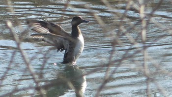 2019年11月23日(土) 帯広川の野鳥観察記録