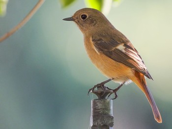 Daurian Redstart 西宮市鳴尾浜 Sat, 11/23/2019