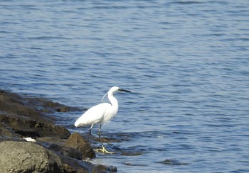 コサギ 葛西臨海公園 2019年11月18日(月)