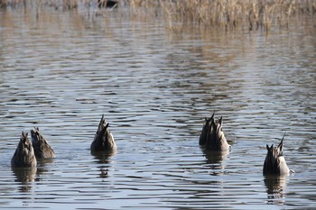 2019年11月23日(土) 五主海岸の野鳥観察記録