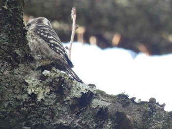 2019年11月17日(日) 吉野山の野鳥観察記録