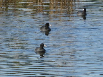 オオバン 葛西臨海公園 2019年11月4日(月)