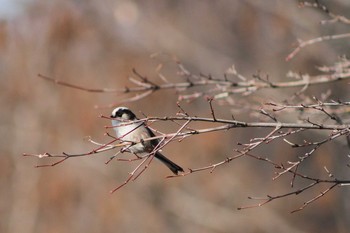 2015年2月11日(水) 井の頭公園の野鳥観察記録