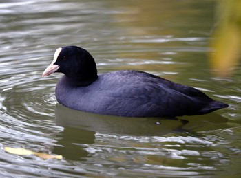 オオバン 聚楽園公園 2019年11月22日(金)