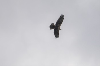 2019年11月20日(水) 伊豆沼の野鳥観察記録