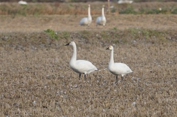 Tundra Swan(columbianus)