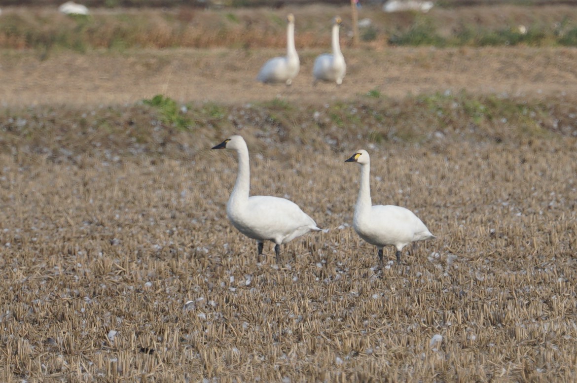 Photo of Tundra Swan(columbianus) at Izunuma by マル