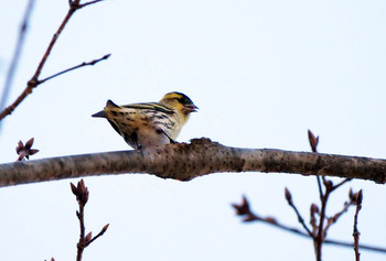 マヒワ 山梨県鳴沢村 2019年11月19日(火)