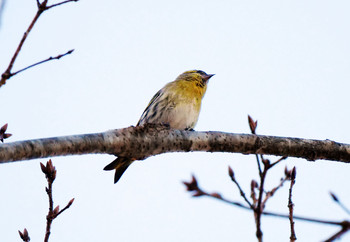 マヒワ 山梨県鳴沢村 2019年11月19日(火)