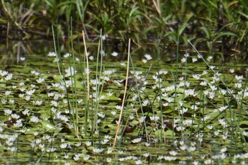 Comb-crested Jacana ケアンズ Sat, 10/12/2019