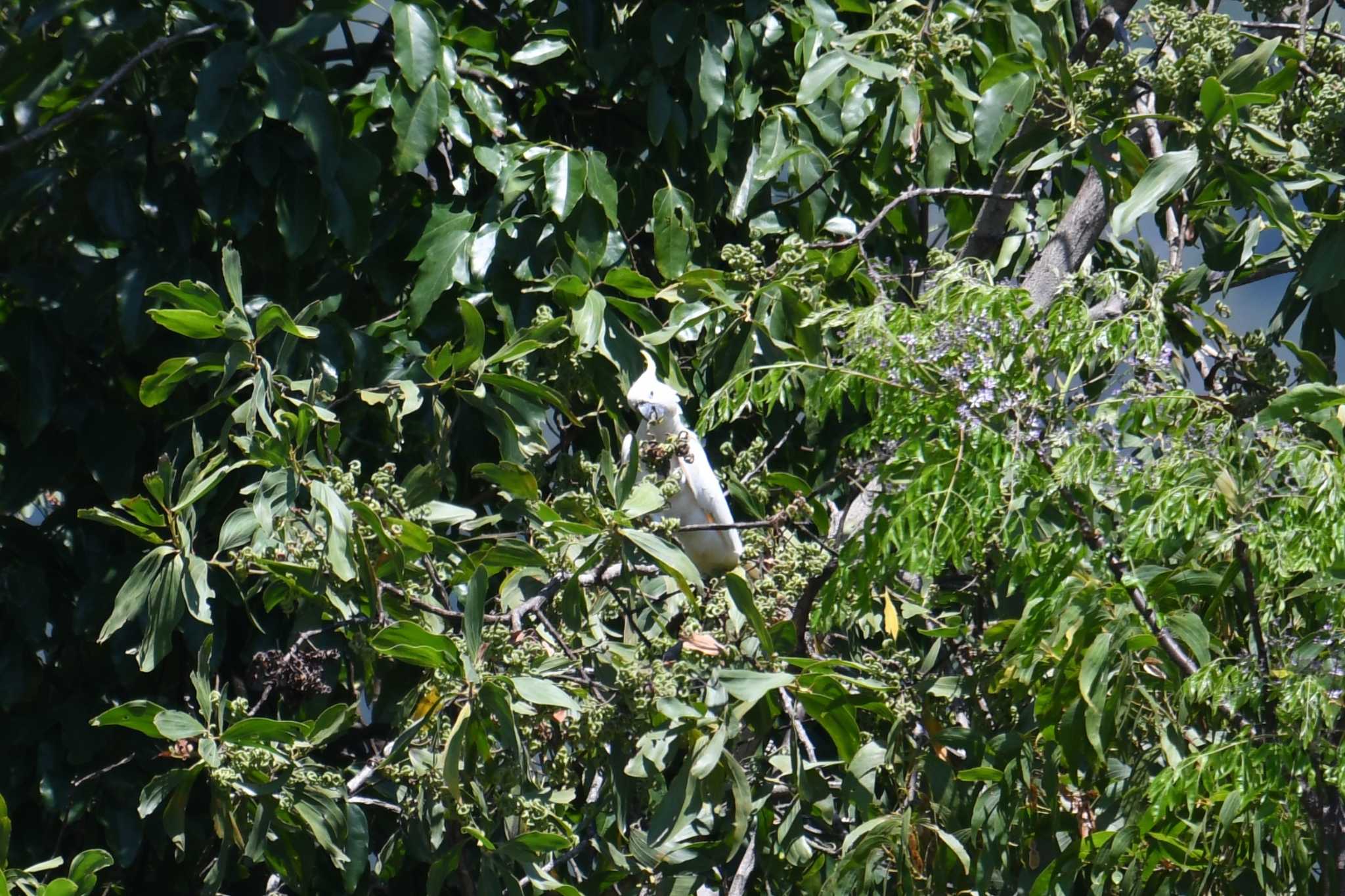 Photo of Sulphur-crested Cockatoo at ケアンズ by あひる