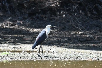 White-necked Heron