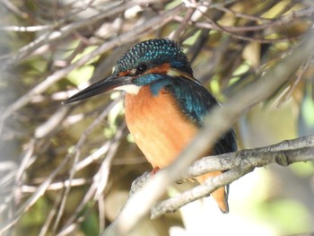 カワセミ 都立浮間公園 2019年11月15日(金)