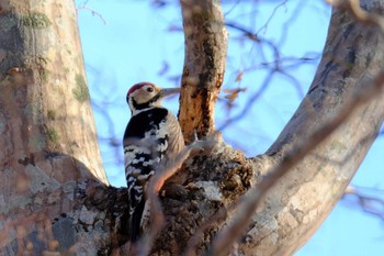 Sun, 11/17/2019 Birding report at 大沼公園(北海道七飯町)