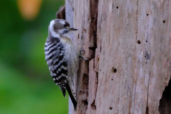 Japanese Pygmy Woodpecker Hakodate Park Mon, 11/18/2019