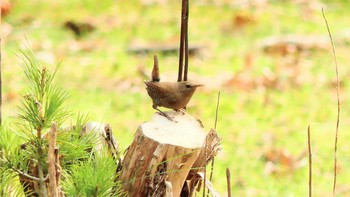 2019年11月24日(日) 北大研究林(北海道大学苫小牧研究林)の野鳥観察記録