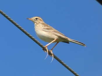 Richard's Pipit Yoron Island Sun, 11/24/2019