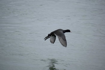 2019年11月24日(日) 多摩川二ヶ領宿河原堰の野鳥観察記録