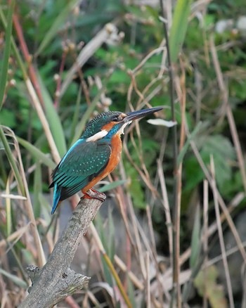 カワセミ 行徳鳥獣保護区 2019年11月18日(月)