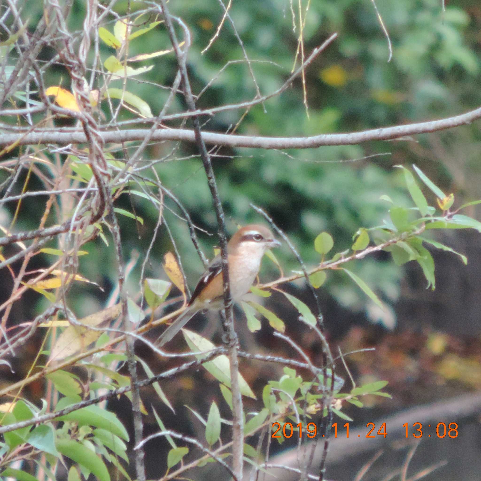 Bull-headed Shrike