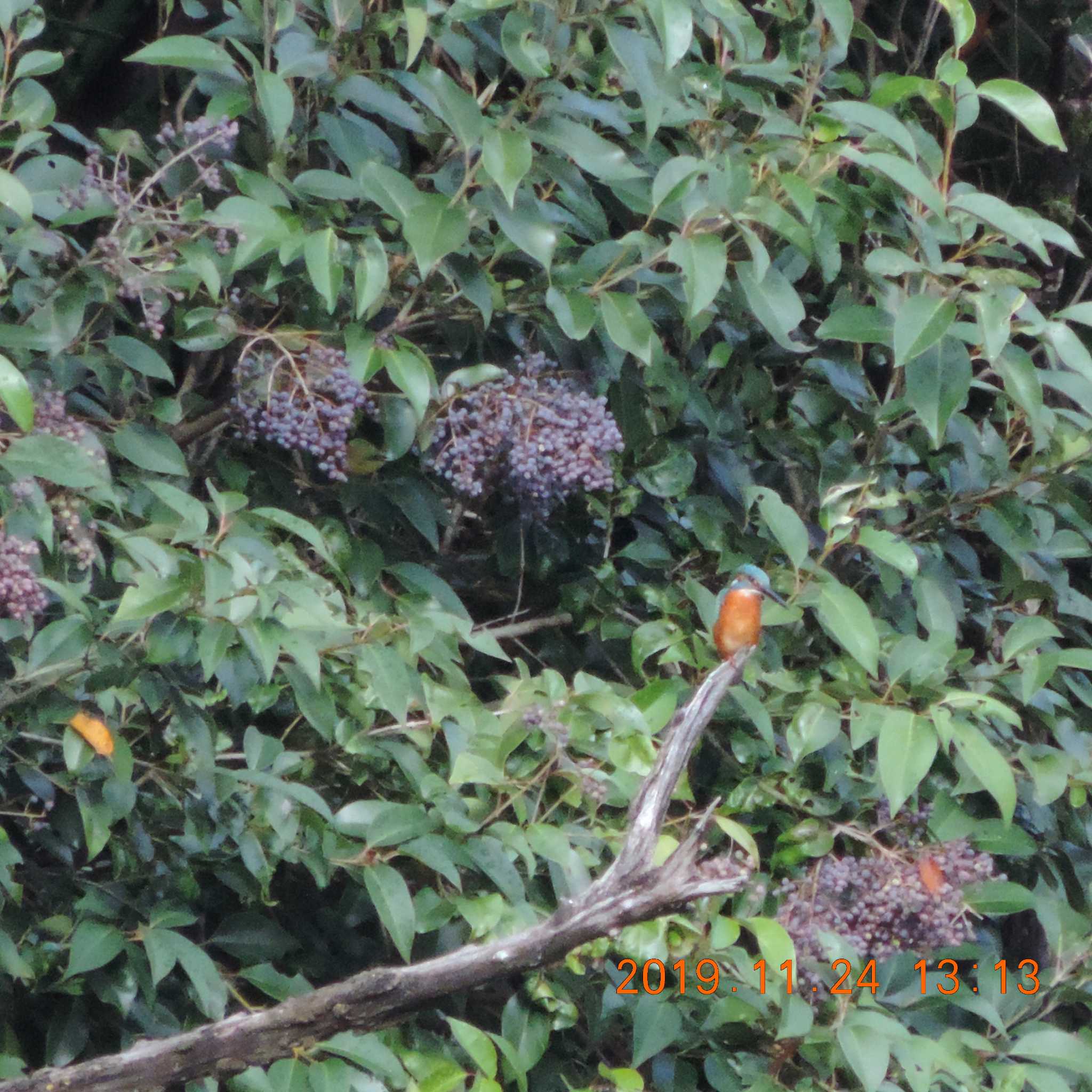 Common Kingfisher