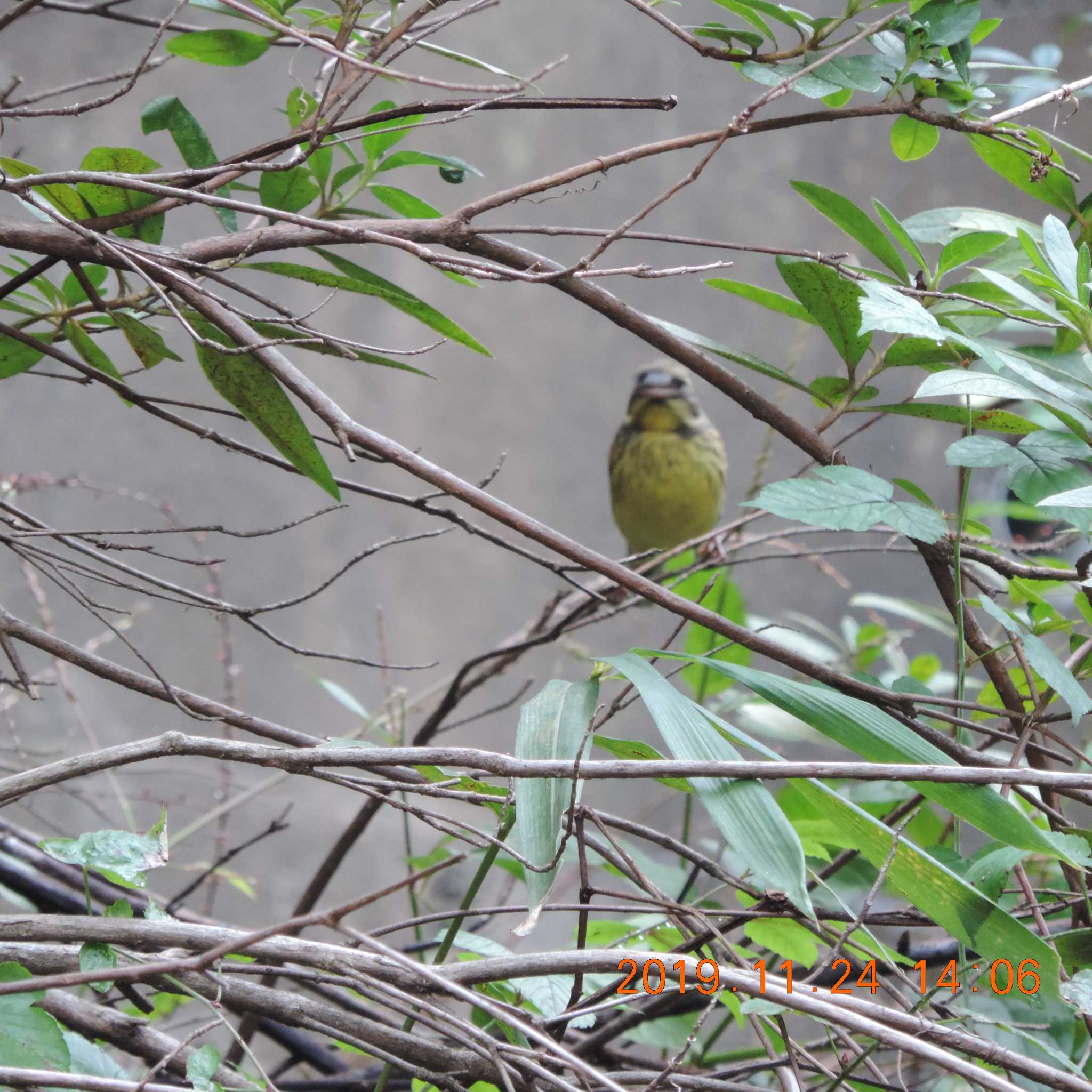 Masked Bunting