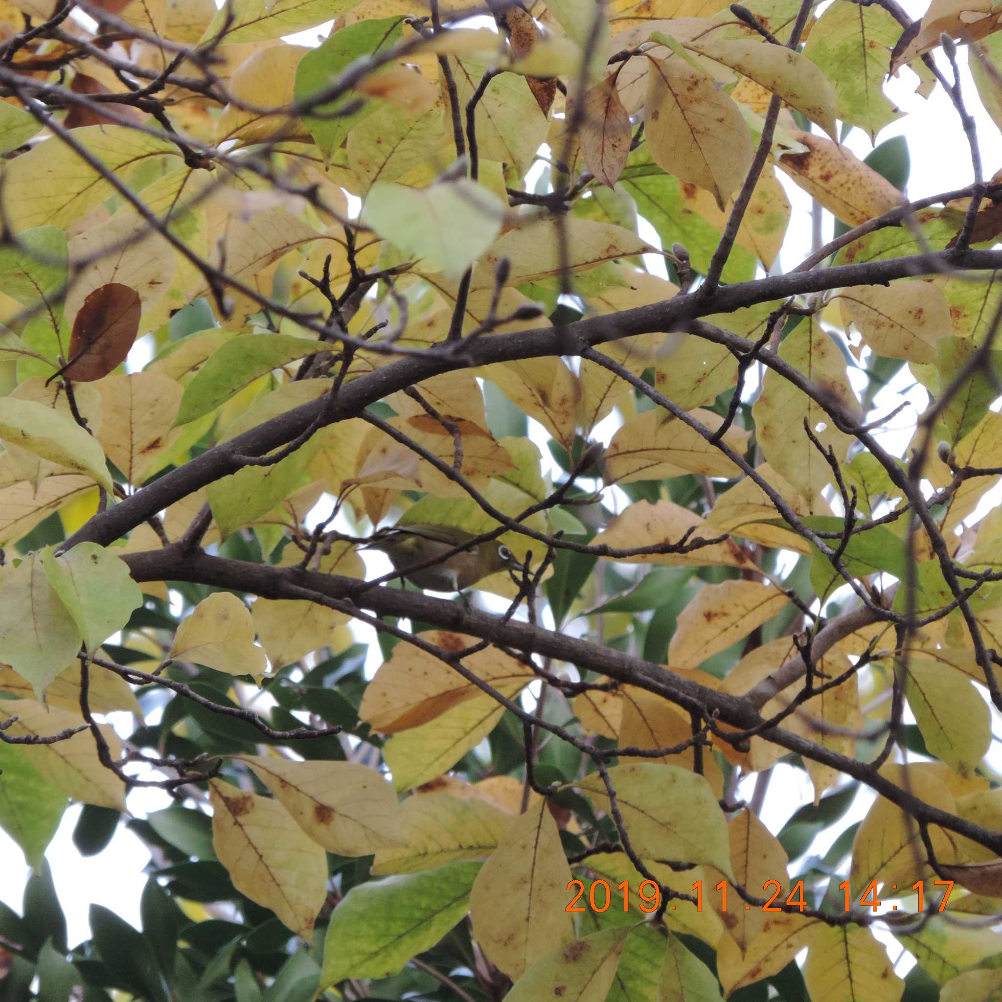 Warbling White-eye