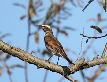 ツグミ 新旭水鳥観察センター 2019年11月24日(日)