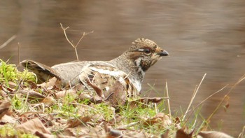 エゾライチョウ 北大研究林(北海道大学苫小牧研究林) 2019年11月24日(日)