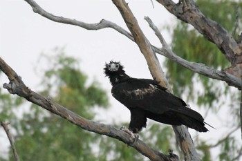 Wedge-tailed Eagle オーストラリア,ケアンズ～アイアインレンジ Fri, 10/18/2019