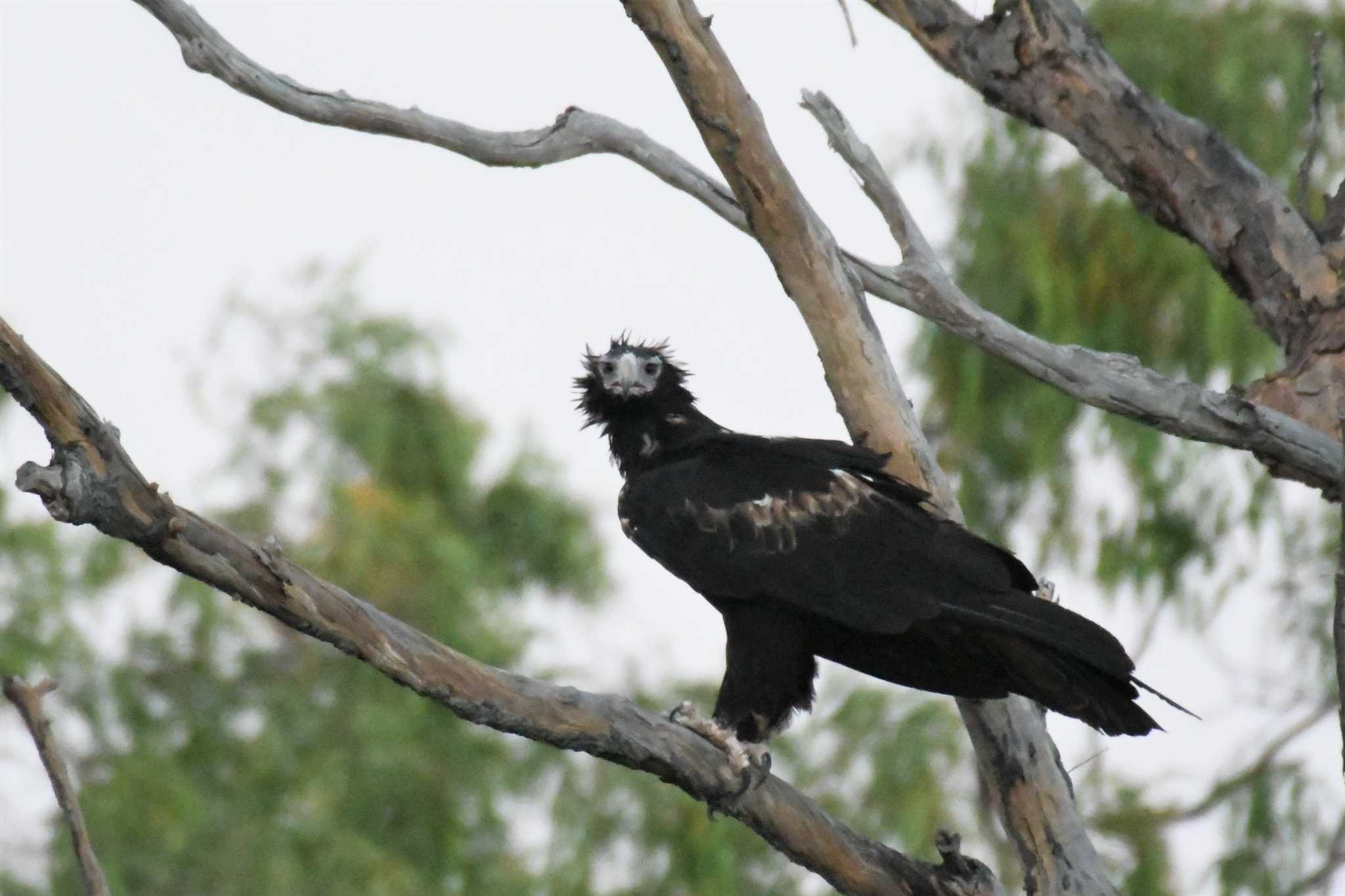 Wedge-tailed Eagle