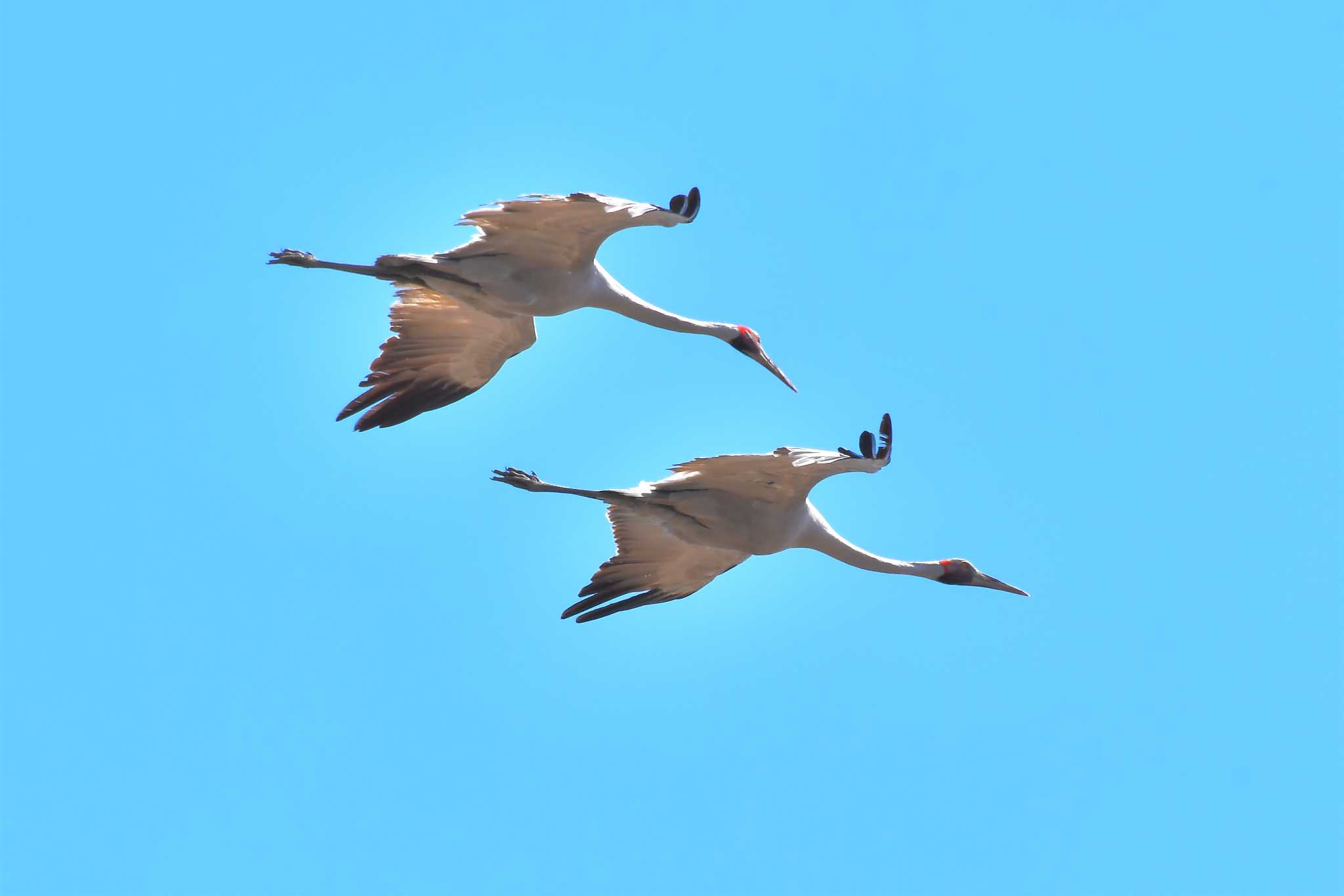 Brolga