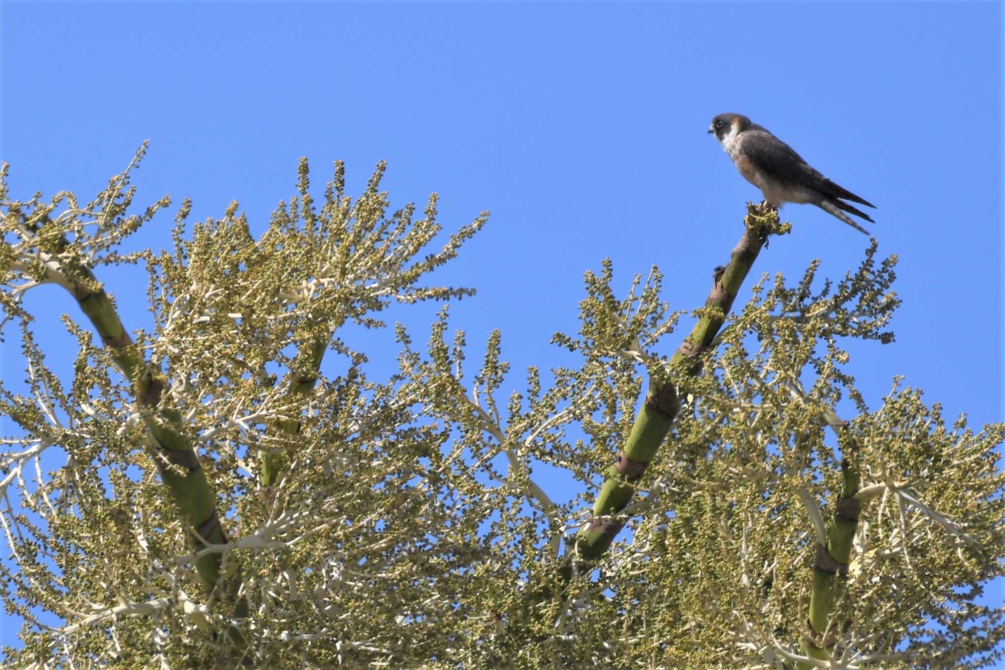 Australian Hobby