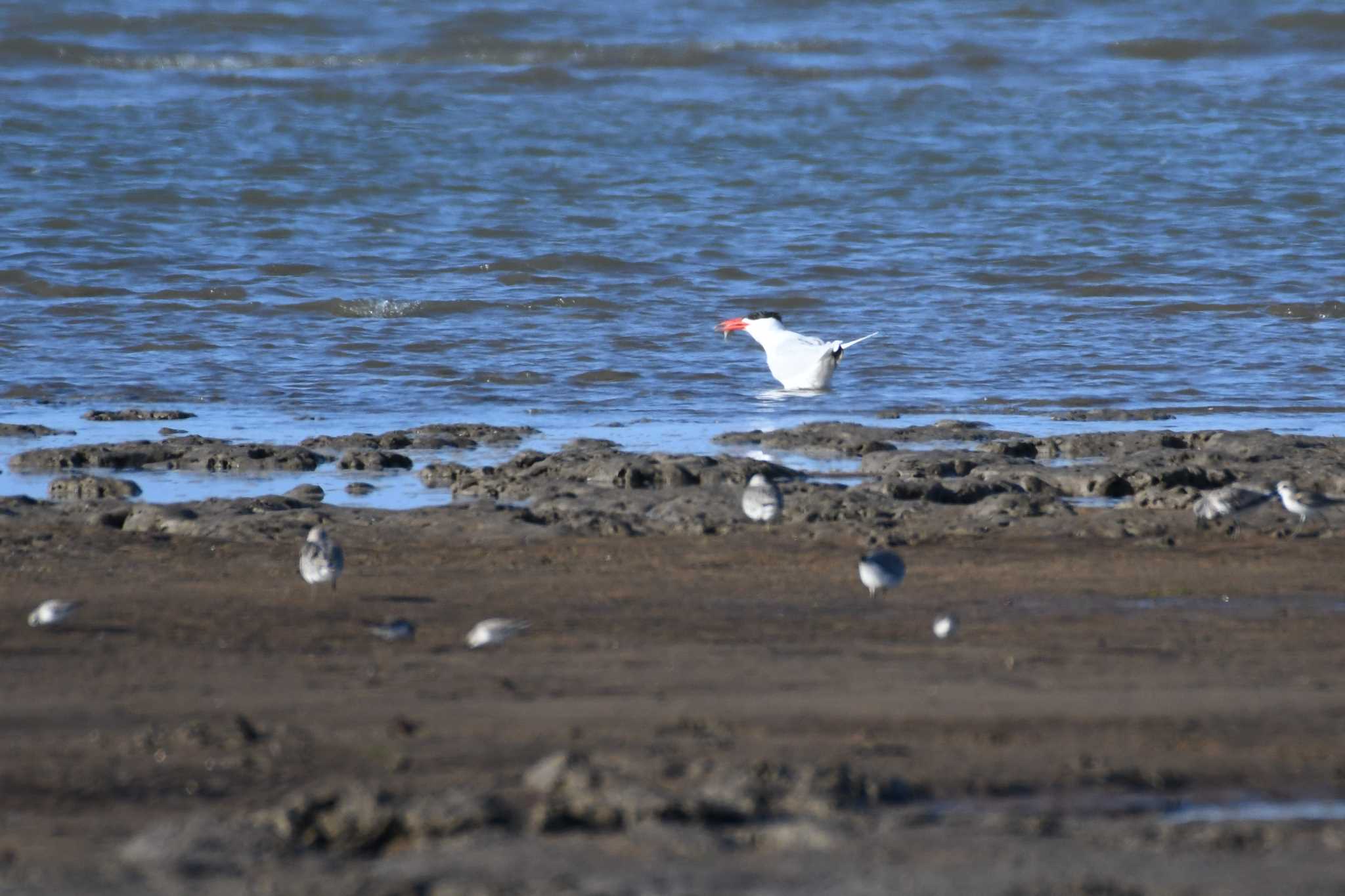 Caspian Tern