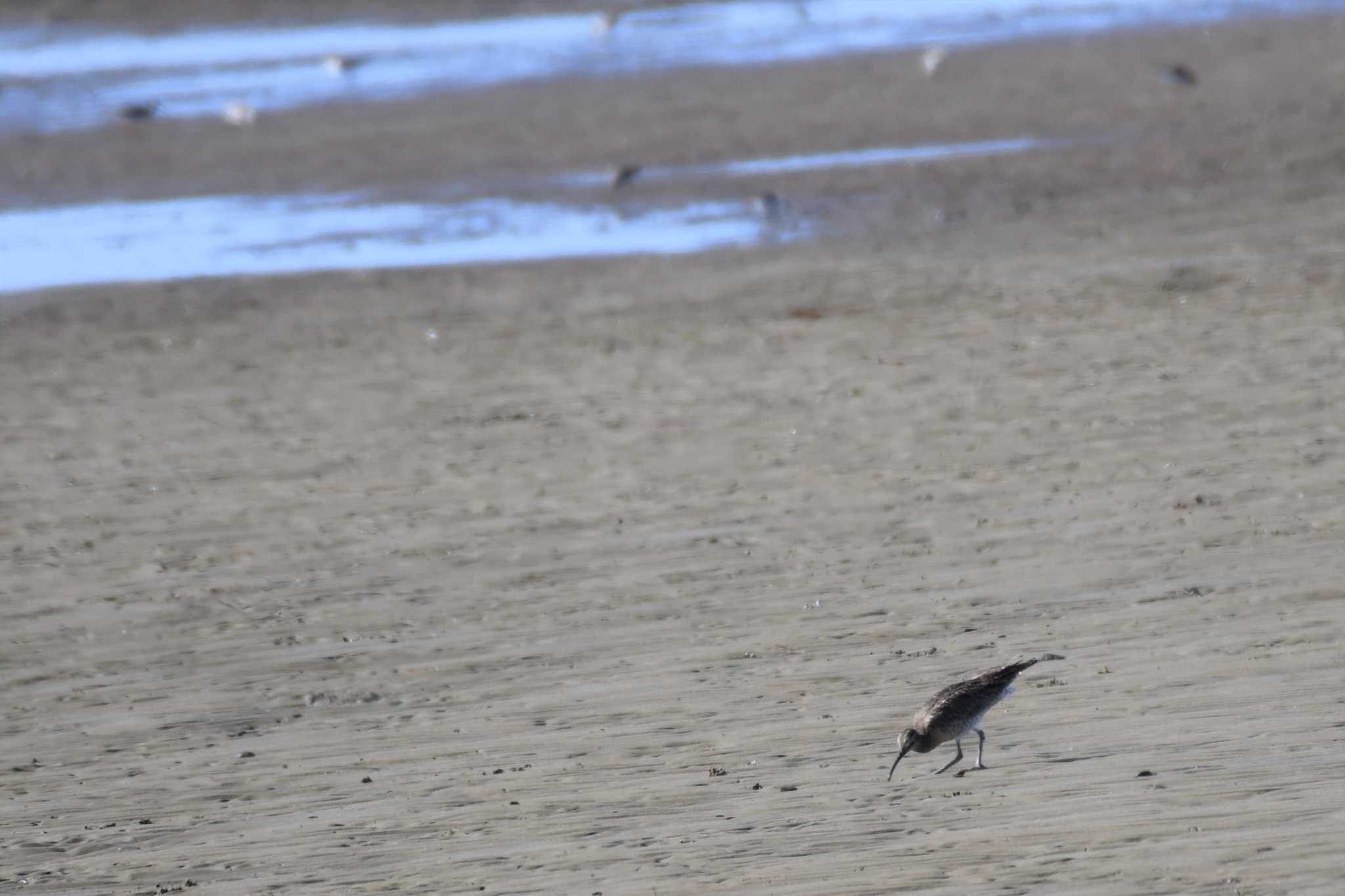 Eurasian Whimbrel